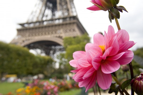 Paris Flower