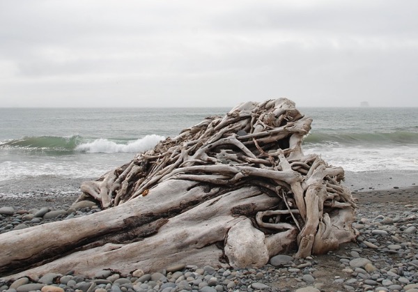driftwood - pixabay
