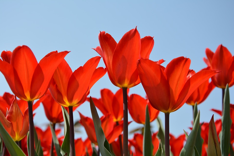 Tulips - pixabay
