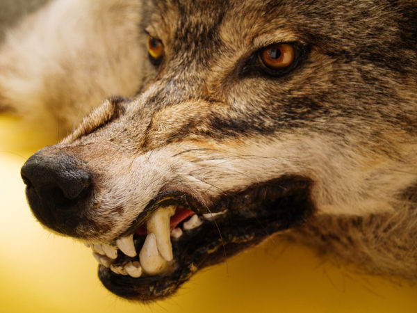 wolf snarl - deposit photo