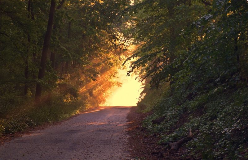 forest path - hope - pixabay