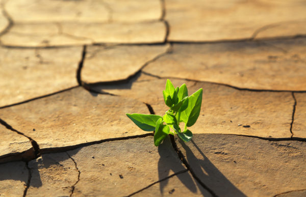 Green Plant in Bleak Desolation - Deposit Photos