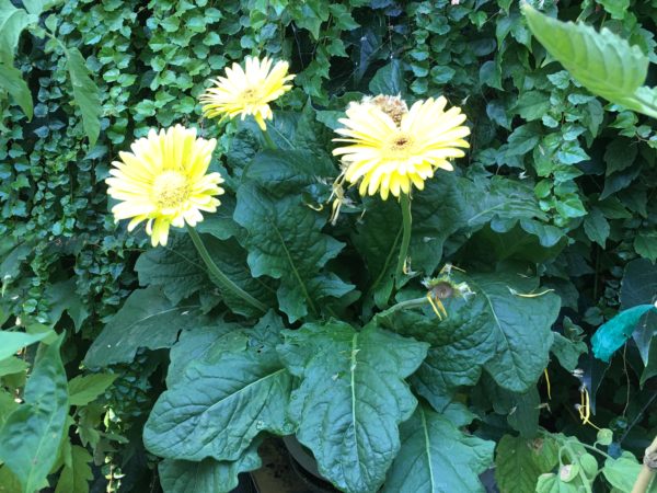 Flowers From Scott's Garden