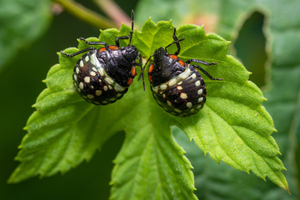 bugs in a garden - deposit photos