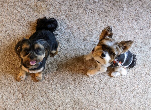 Chloe's Yorkies