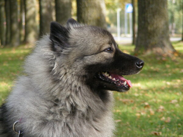 keeshond - deposit photos