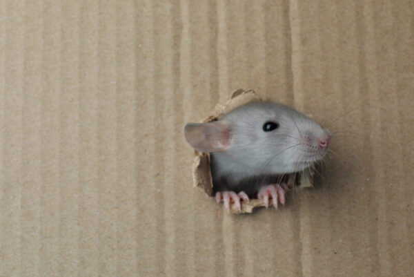 Rat peeking through hole in cardboard - deposit photos