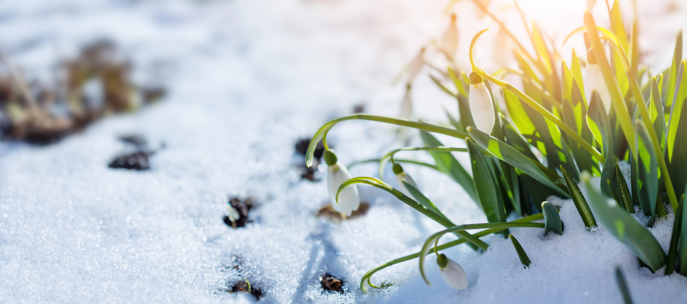 grass breaking through snow - deposit photos